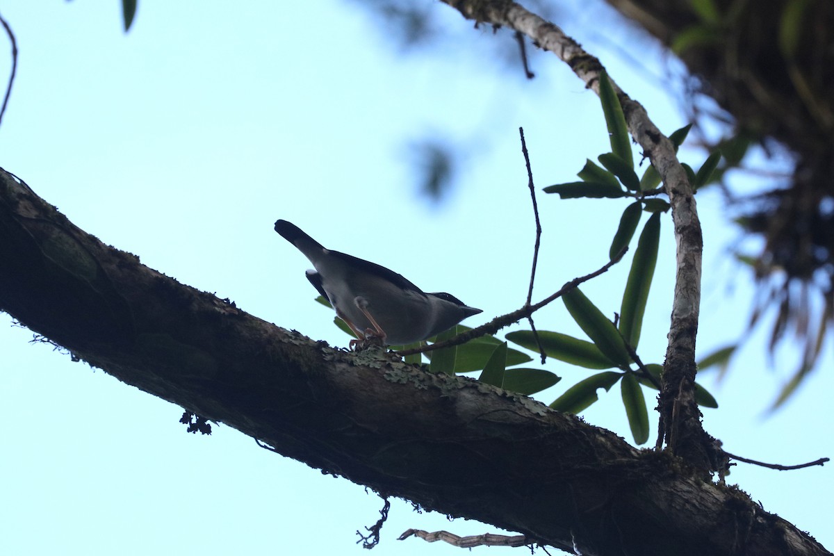 White-browed Shrike-Babbler - ML647403945