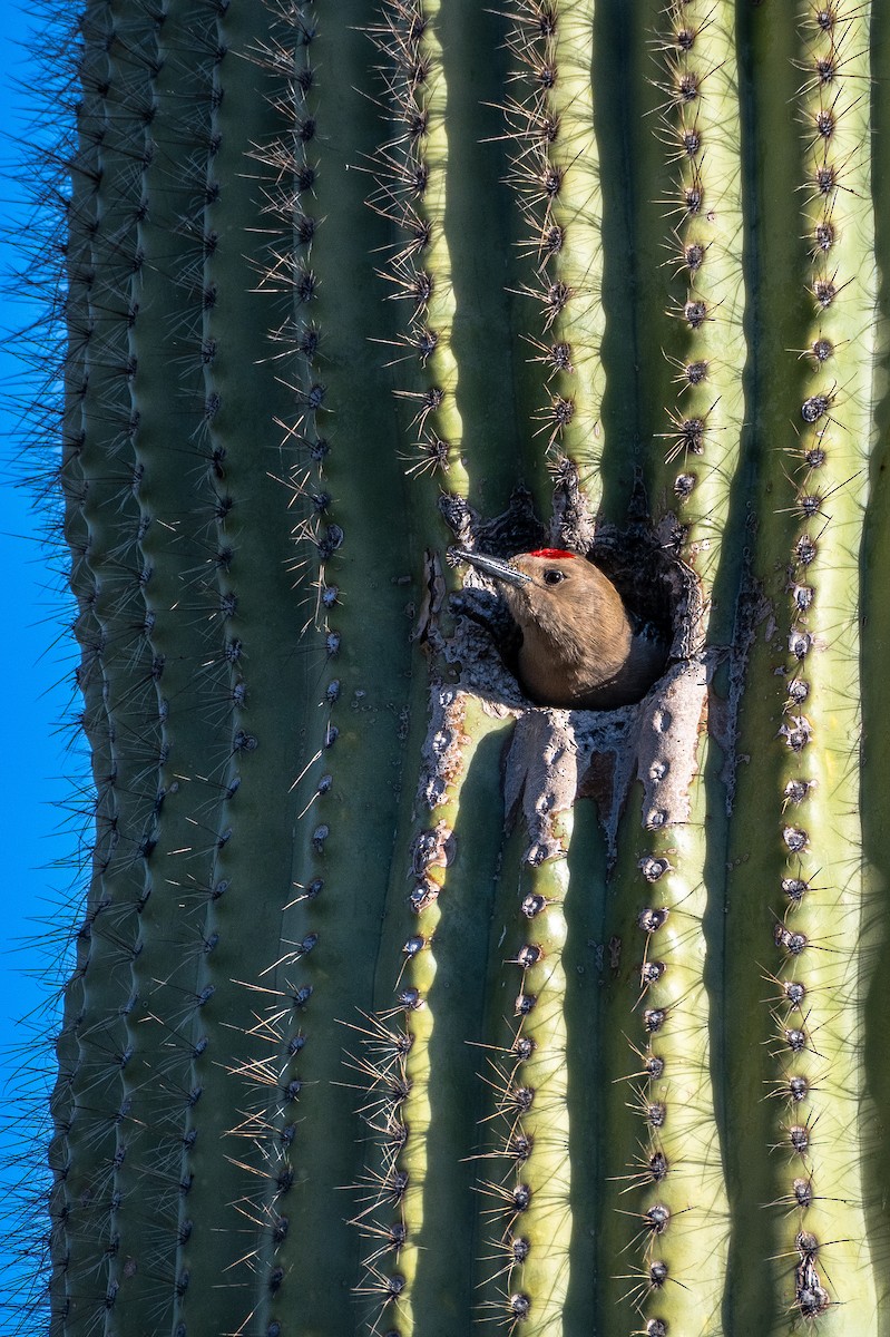 Gila Woodpecker - ML647403950