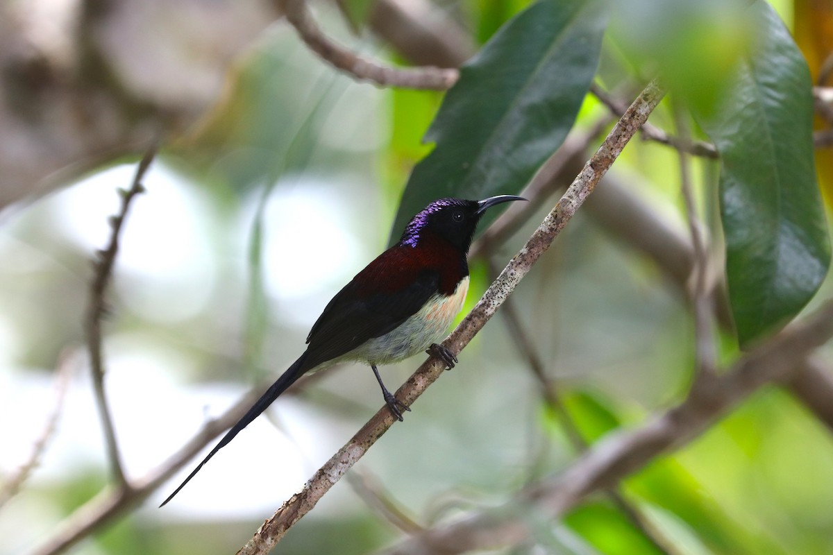 Траурная нектарница - ML647403956