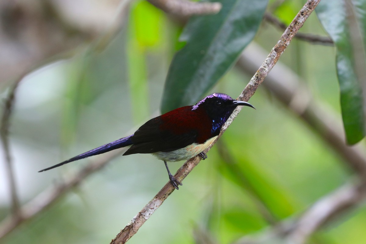 Траурная нектарница - ML647403957