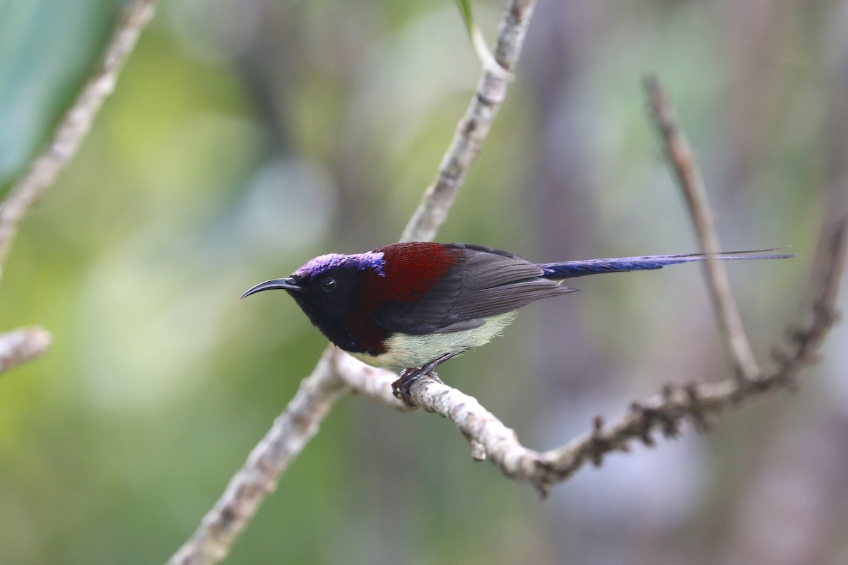 Траурная нектарница - ML647403958