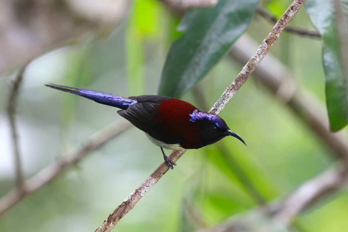 Траурная нектарница - ML647403959