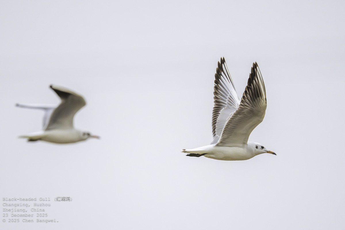 Black-headed Gull - ML647403960