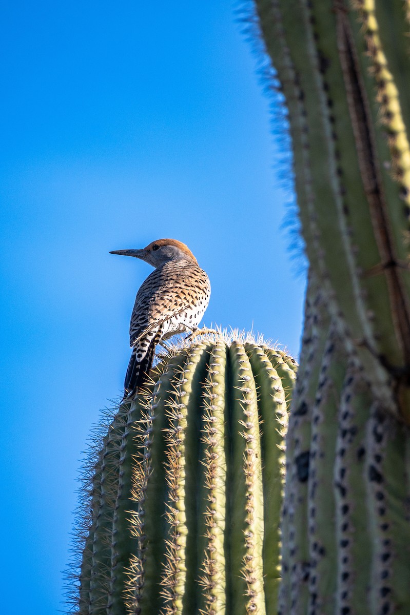 Gilded Flicker - ML647403961