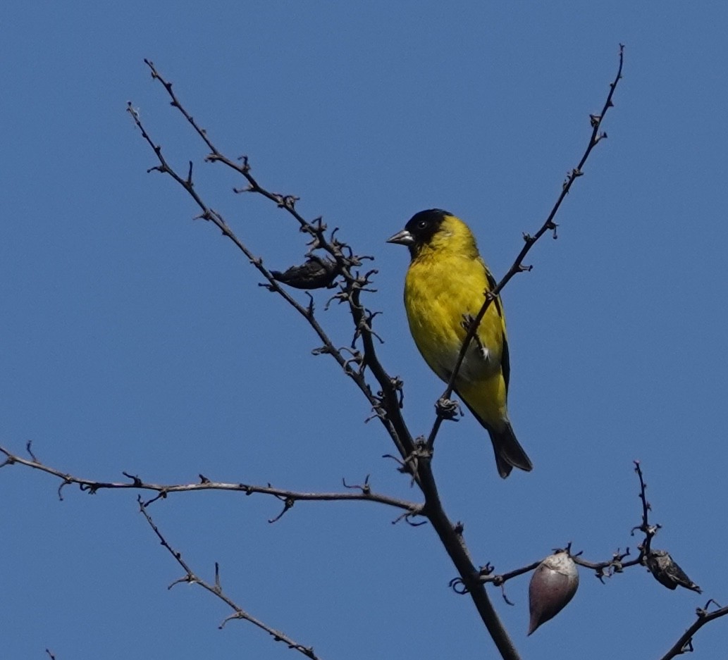 čížek jihoamerický - ML647403962