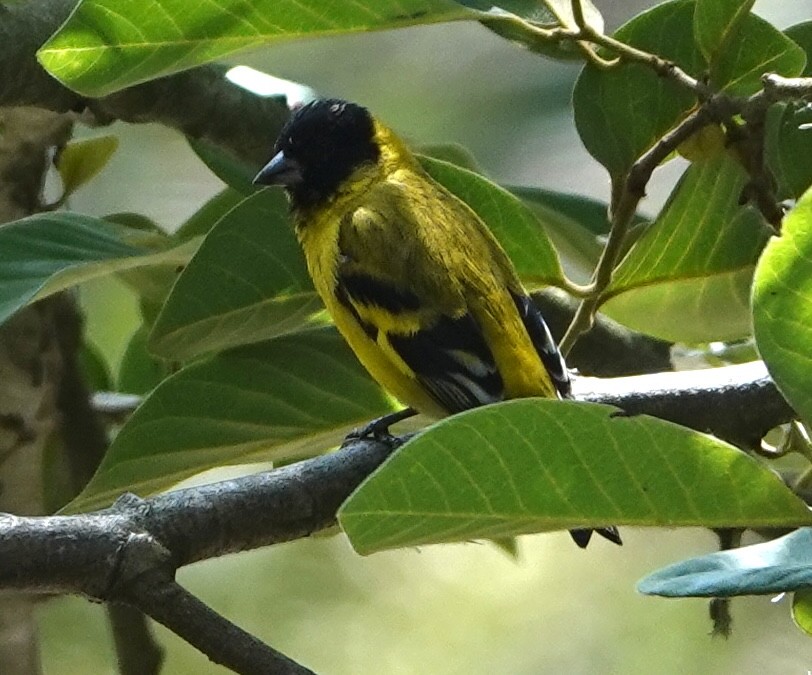 čížek jihoamerický - ML647403963