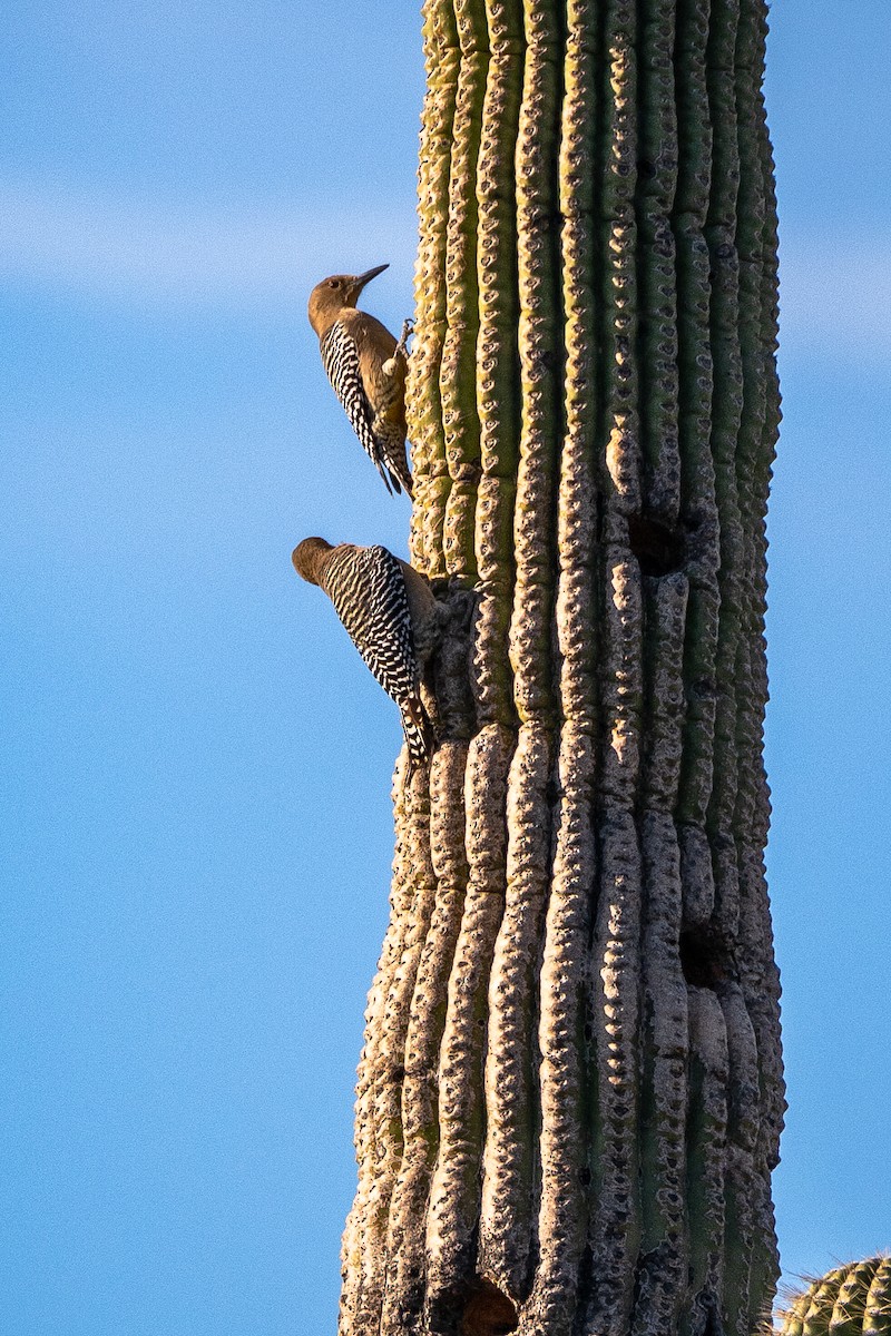 Gila Woodpecker - ML647403967