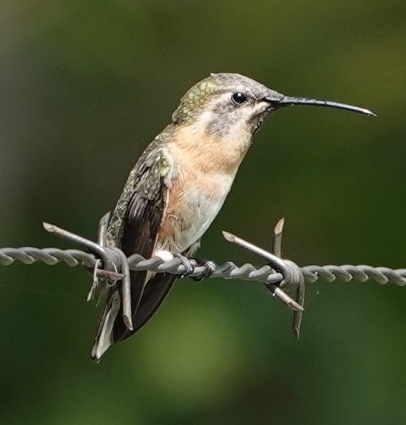 Purple-collared Woodstar - ML647403969