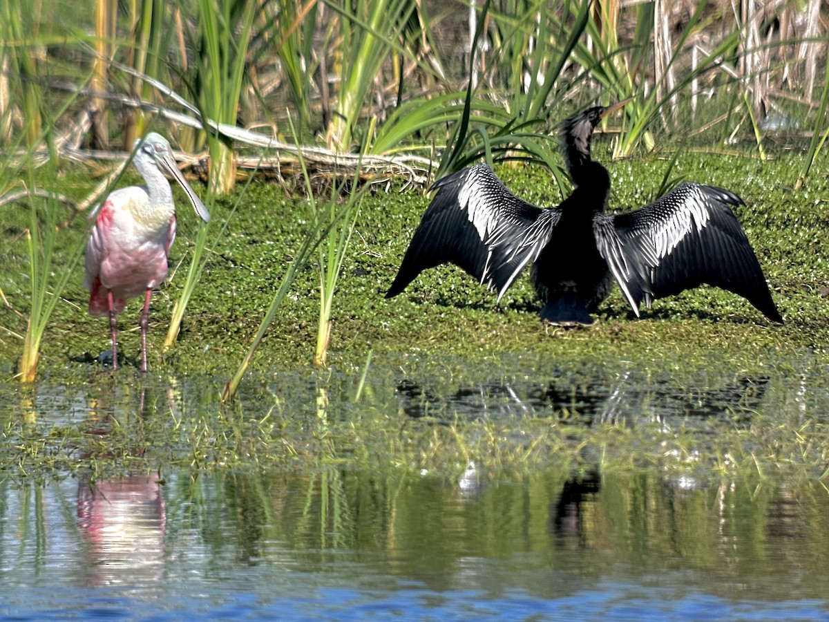 Anhinga - ML647403970