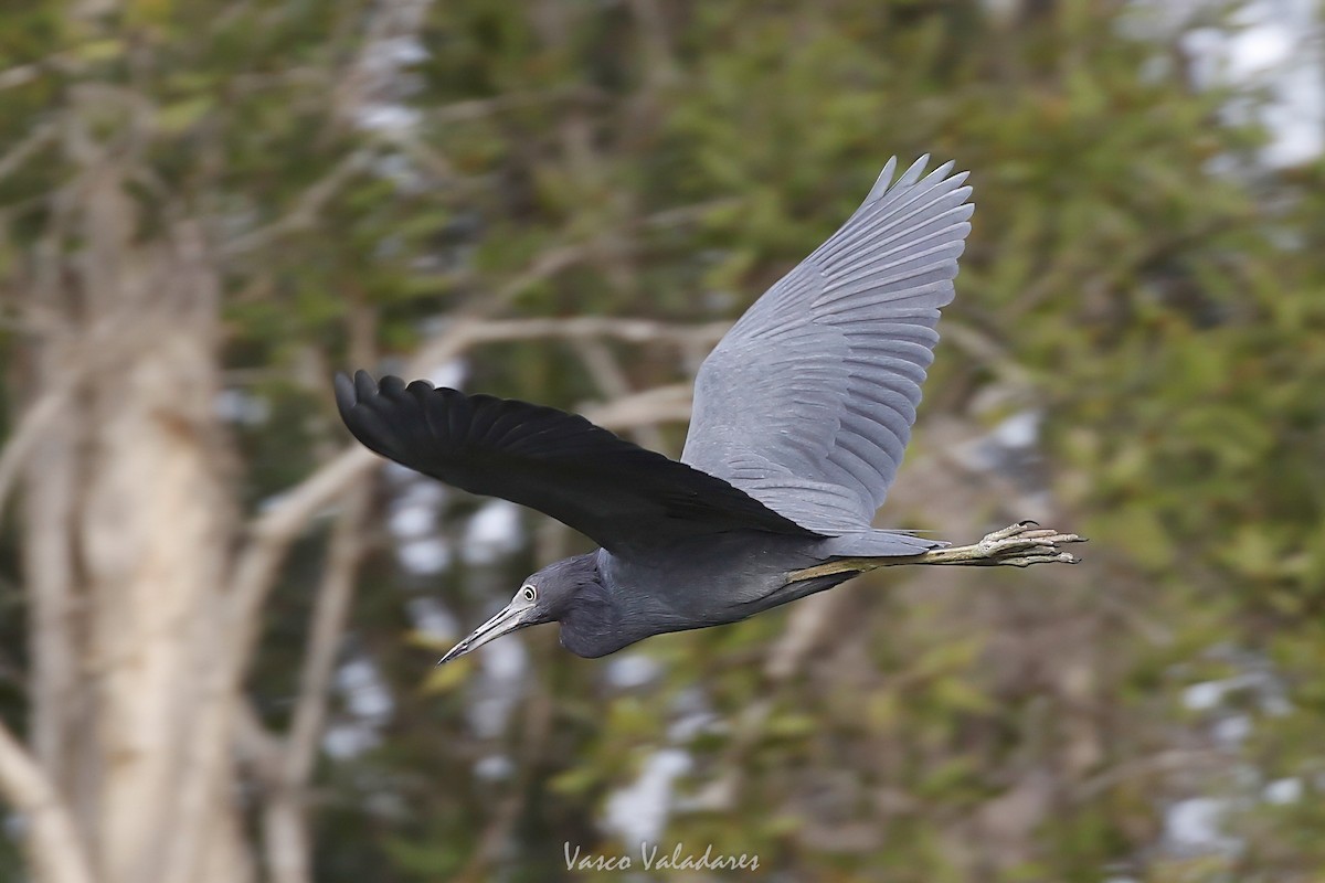Little Blue Heron - ML647403972