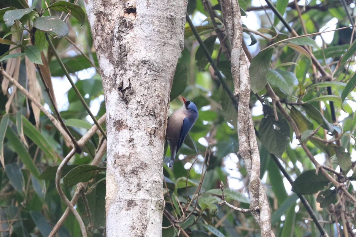 Velvet-fronted Nuthatch - ML647403973