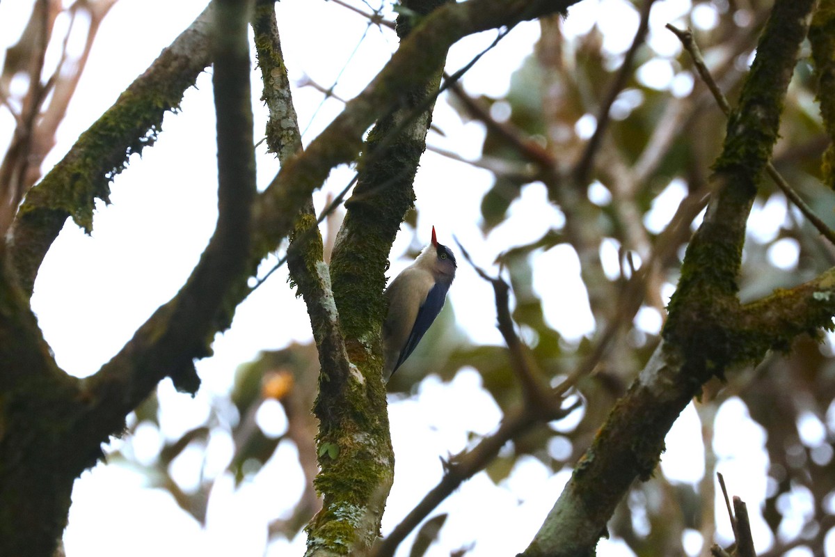Velvet-fronted Nuthatch - ML647403974