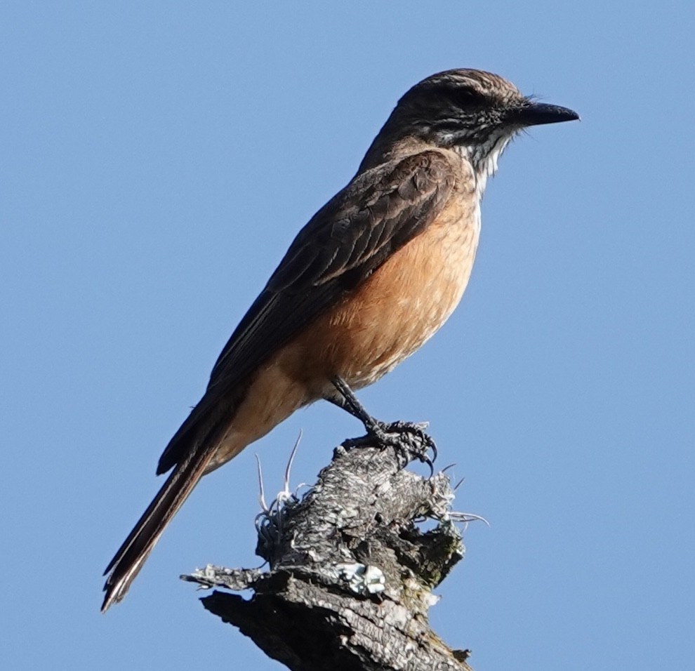 Streak-throated Bush-Tyrant - ML647403975