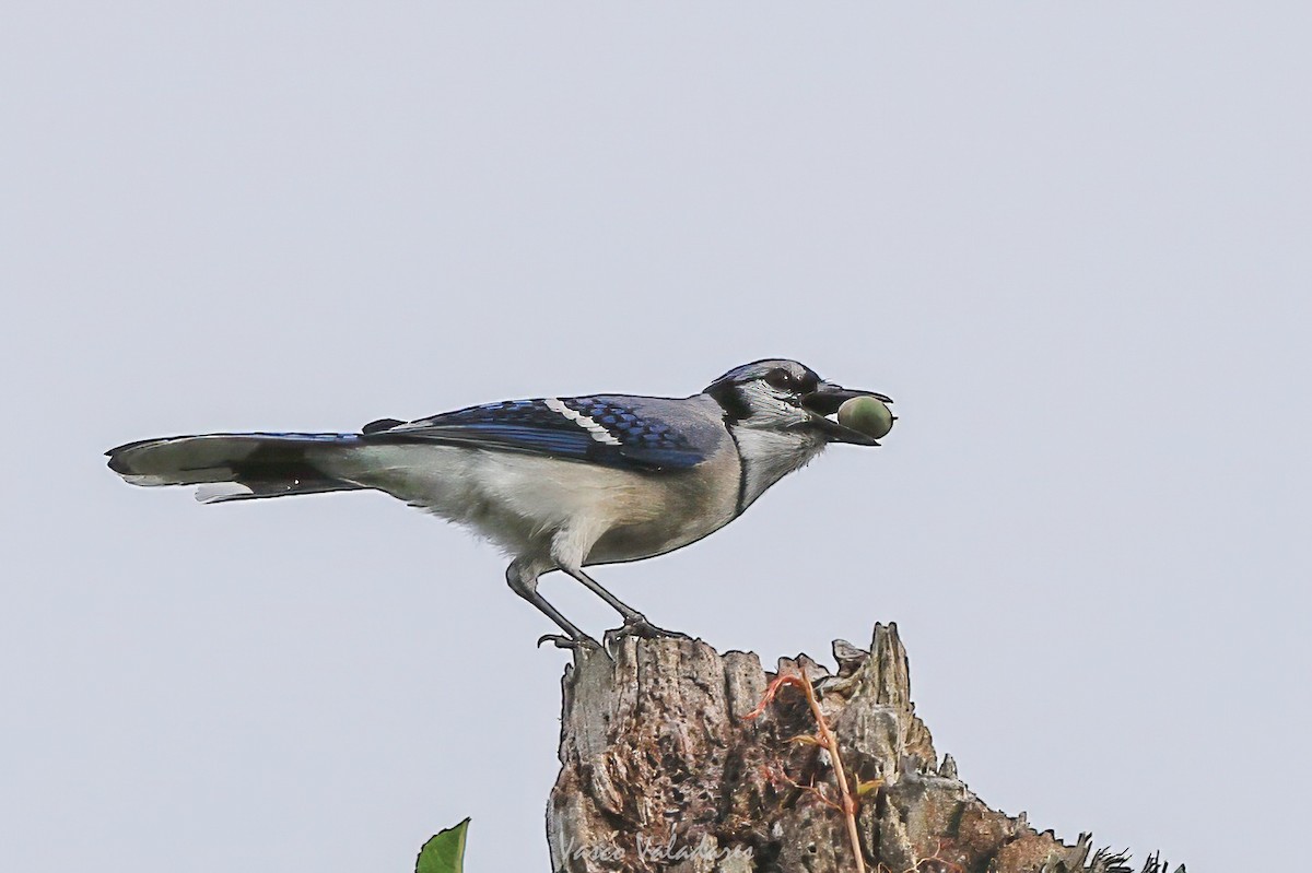 Blue Jay - ML647403976