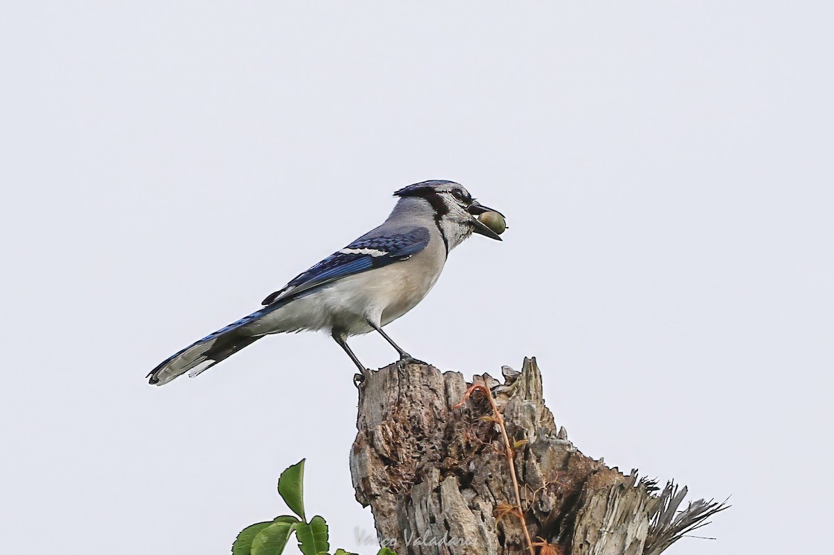Blue Jay - ML647403977