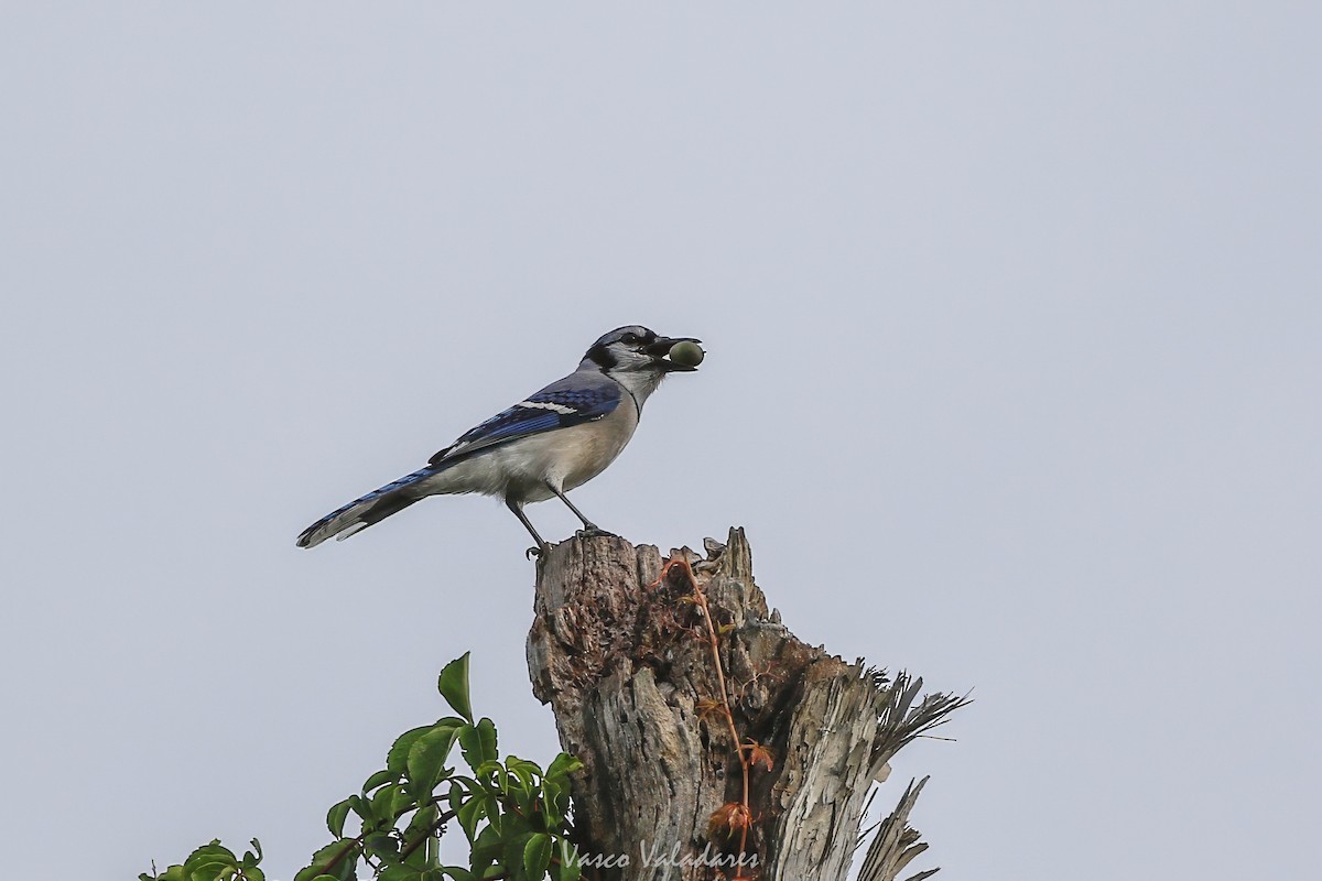 Blue Jay - ML647403978