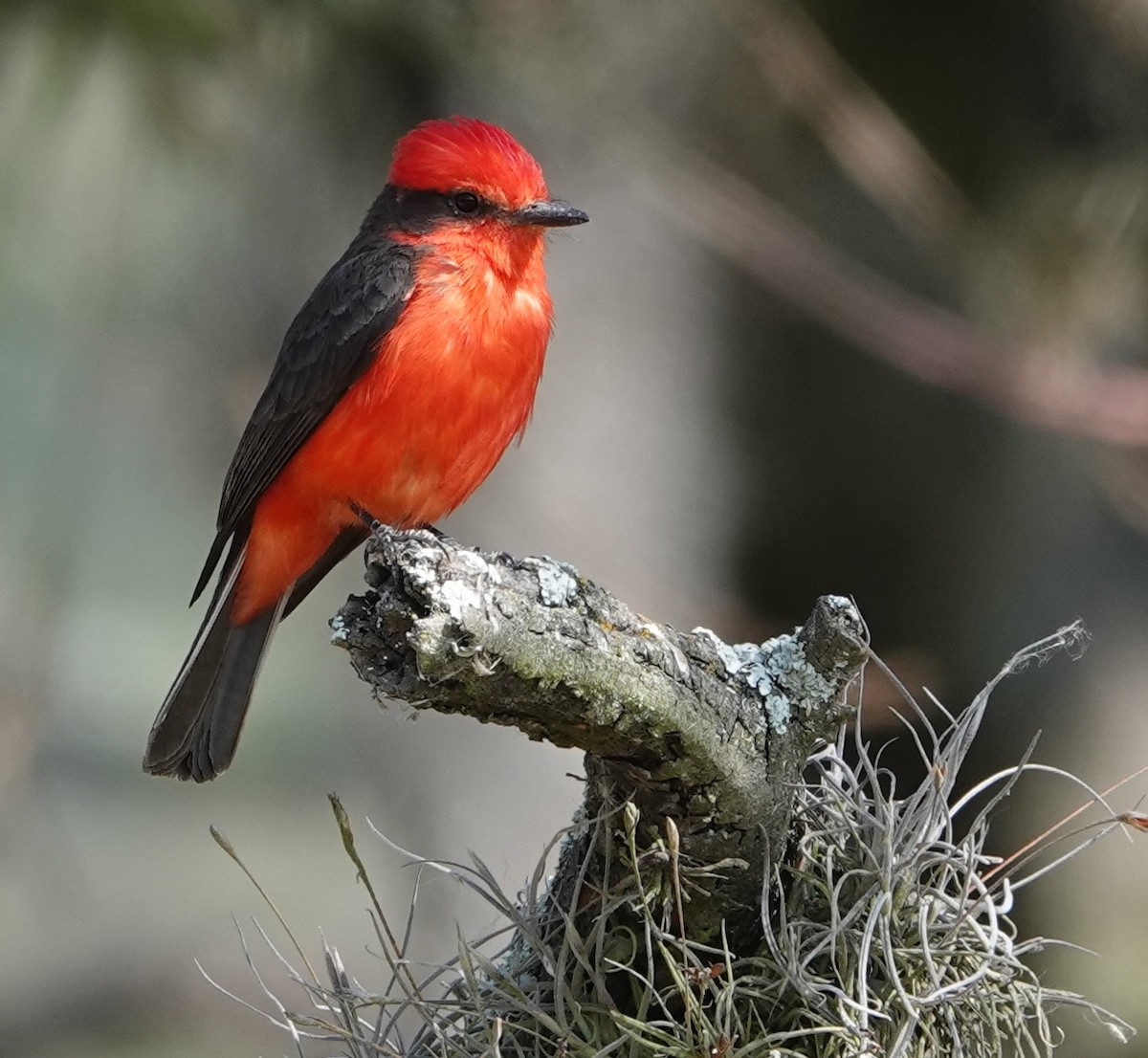 Vermilion Flycatcher - ML647403979