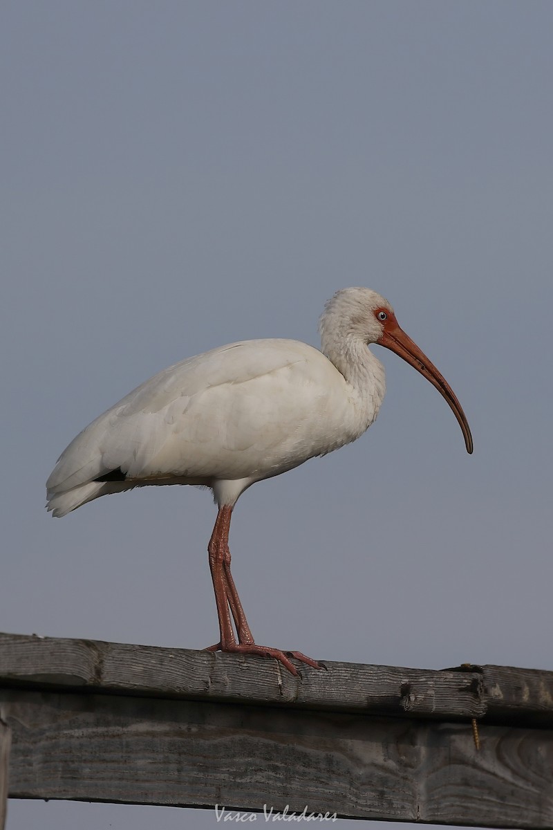 White Ibis - ML647403981