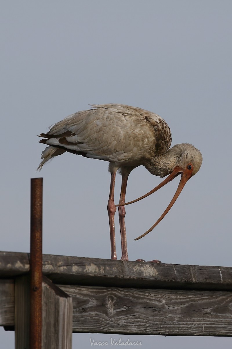 White Ibis - ML647403982
