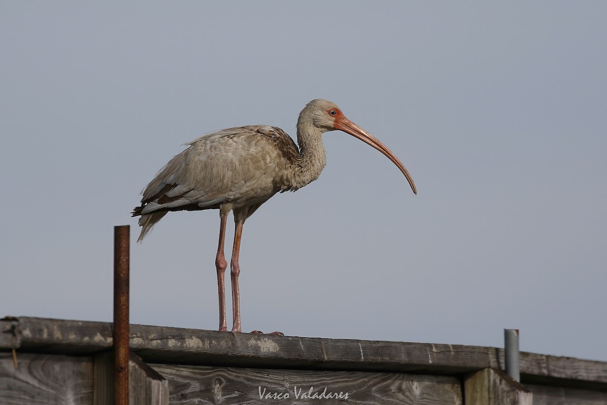 White Ibis - ML647403983