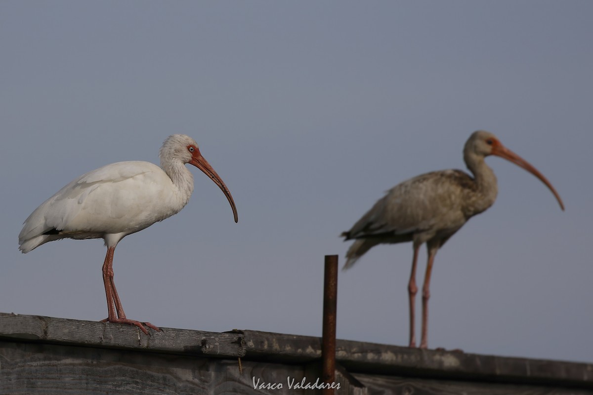 White Ibis - ML647403984
