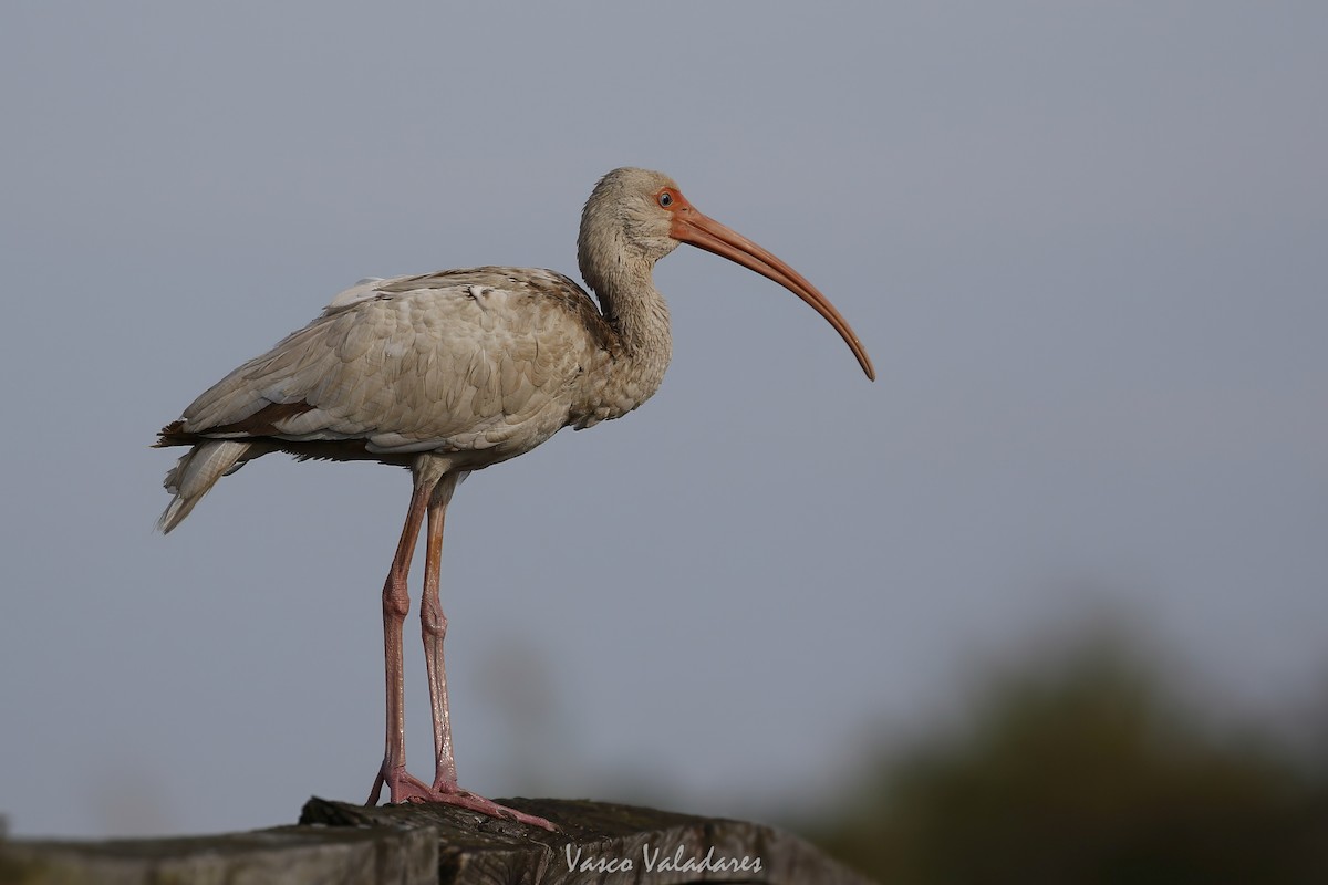 White Ibis - ML647403985