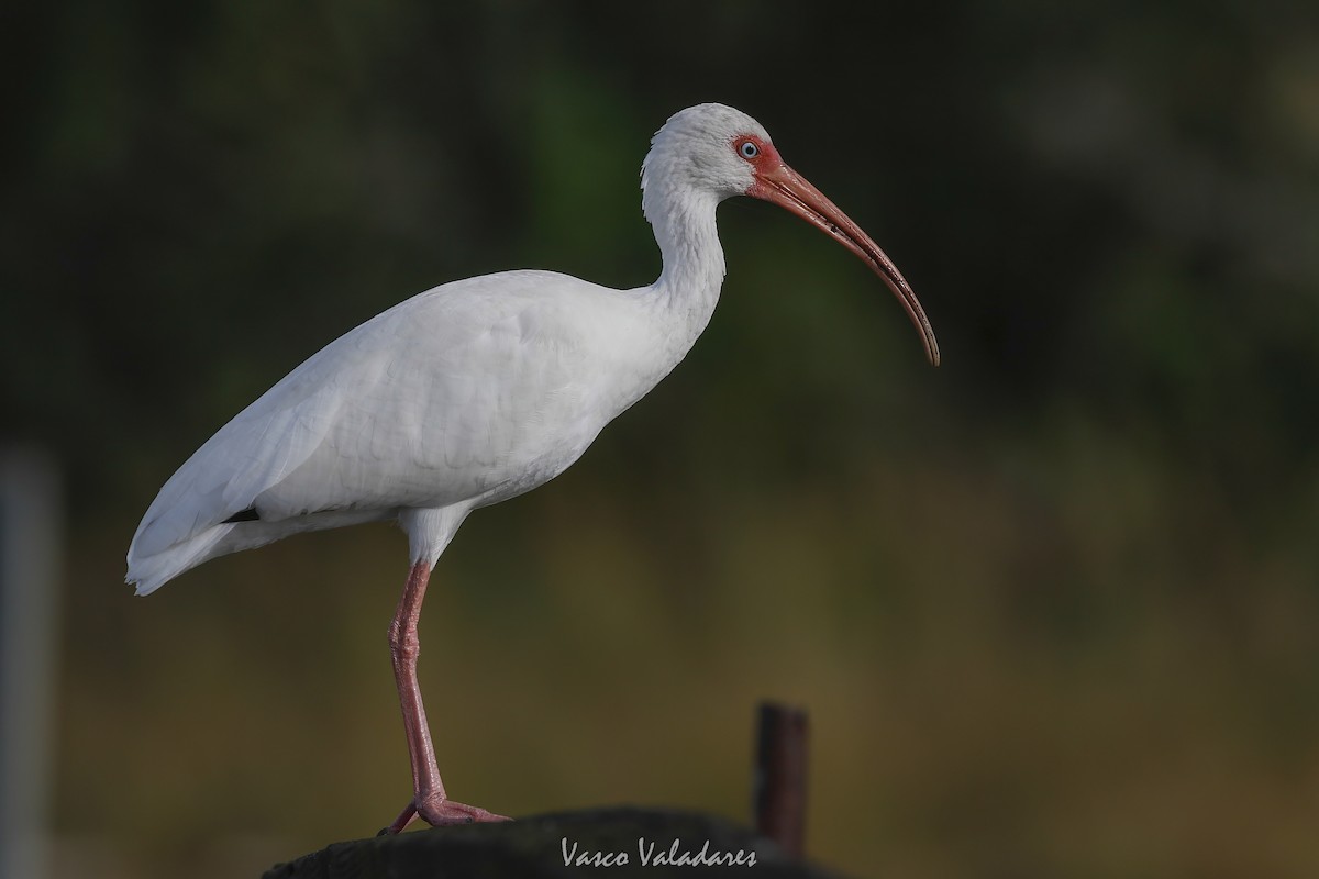 White Ibis - ML647403986