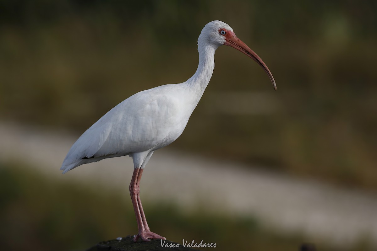 White Ibis - ML647403987