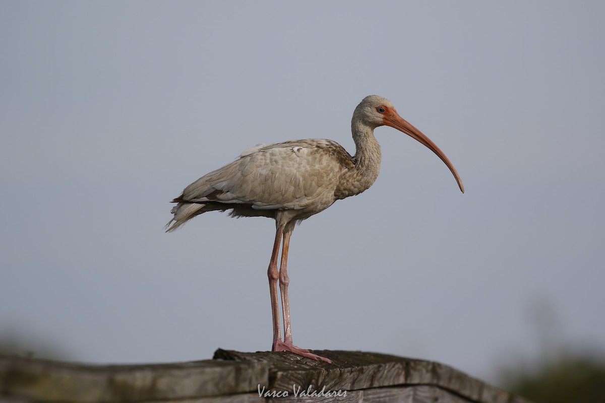 White Ibis - ML647403988