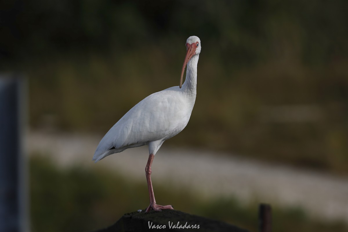 White Ibis - ML647403989