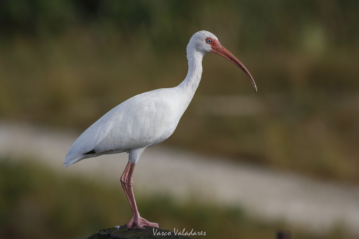 White Ibis - ML647403990