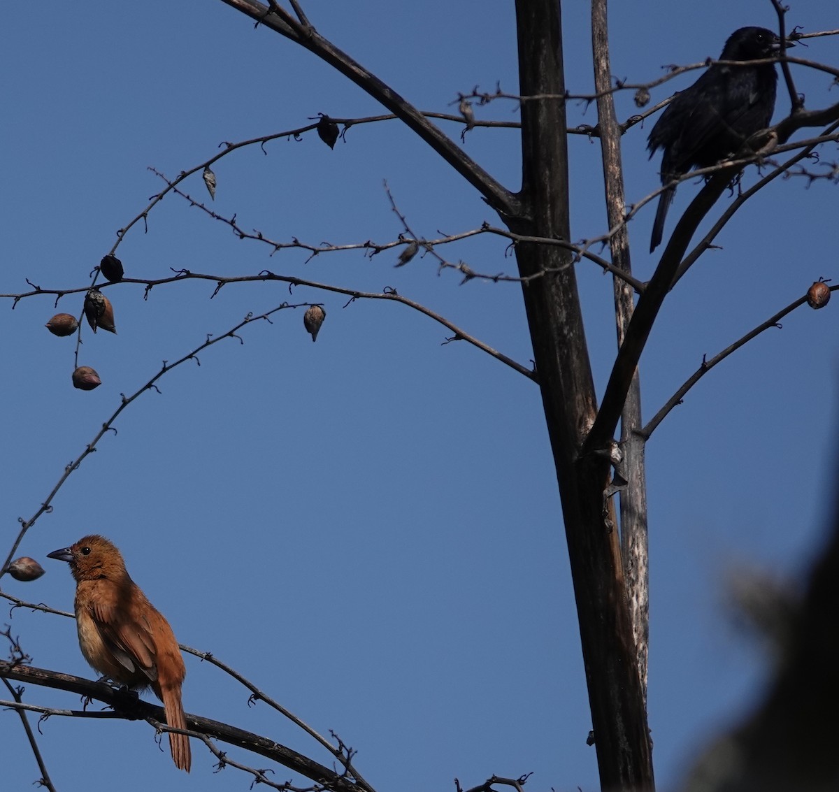White-lined Tanager - ML647403991