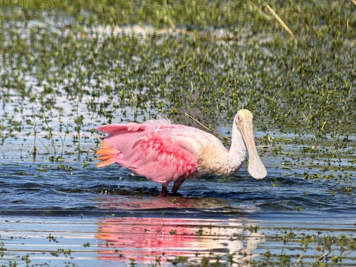 Roseate Spoonbill - ML647403992