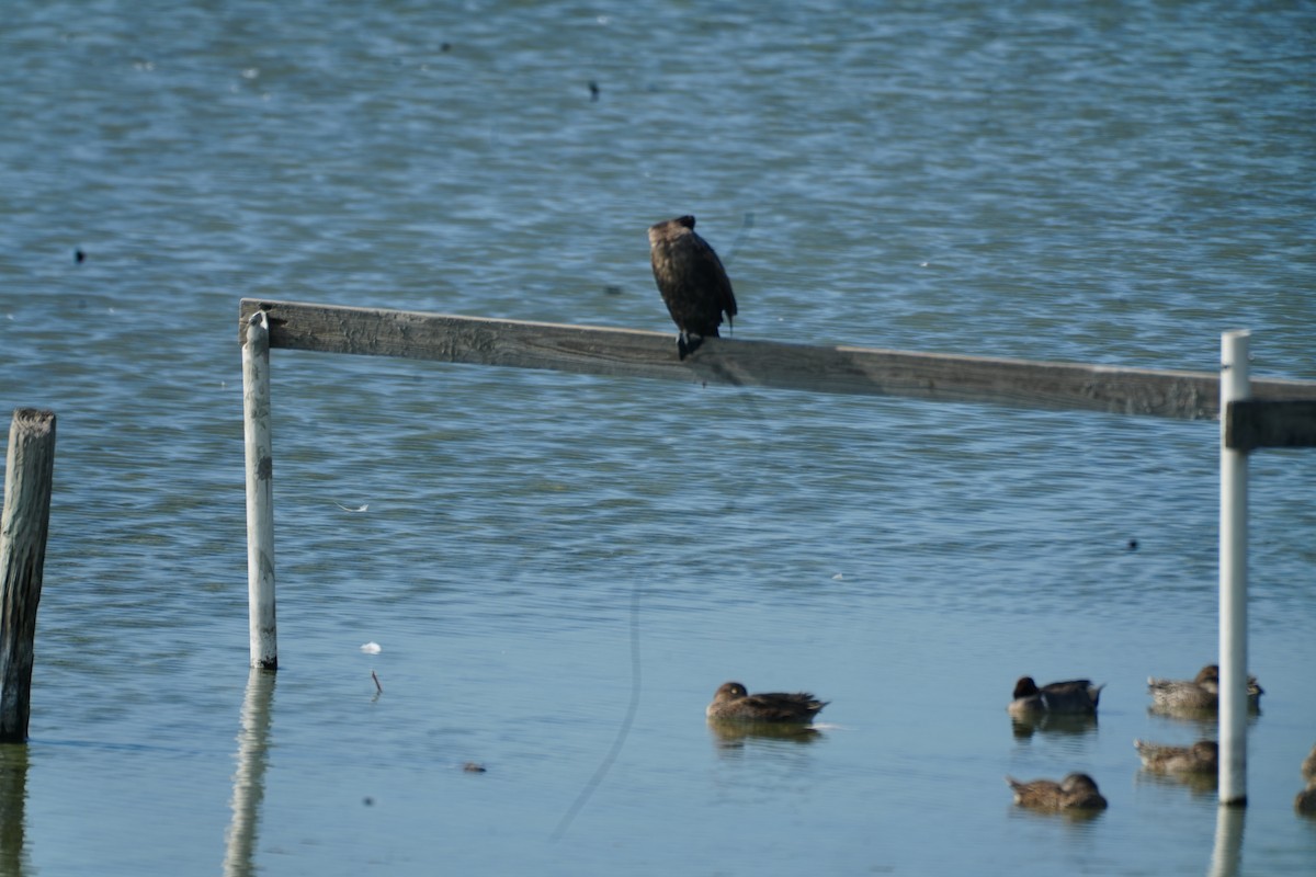 Double-crested Cormorant - ML647403993