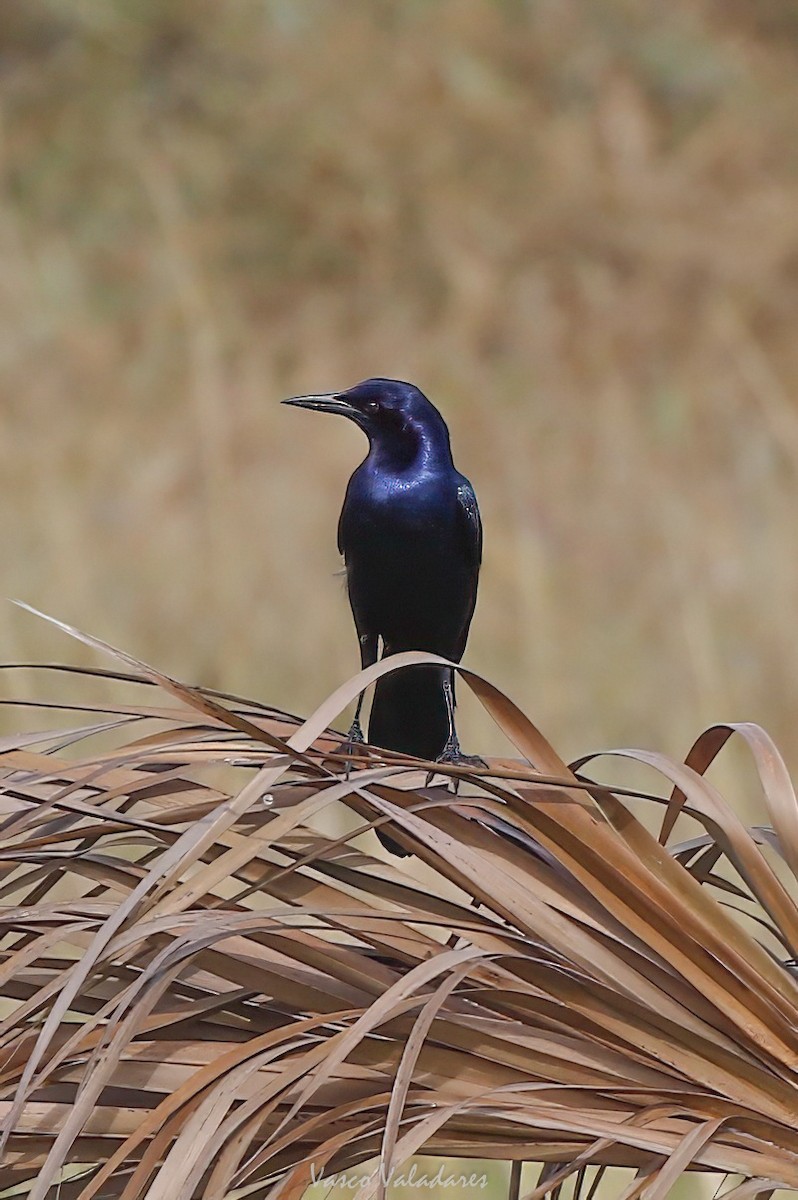 Boat-tailed Grackle - ML647403995