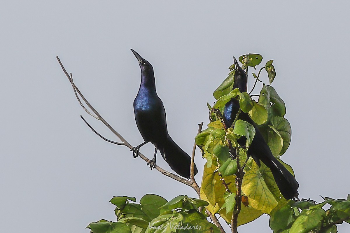 Boat-tailed Grackle - ML647403996