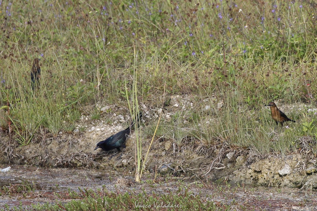 Boat-tailed Grackle - ML647403997