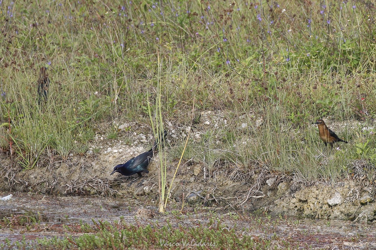Boat-tailed Grackle - ML647403998