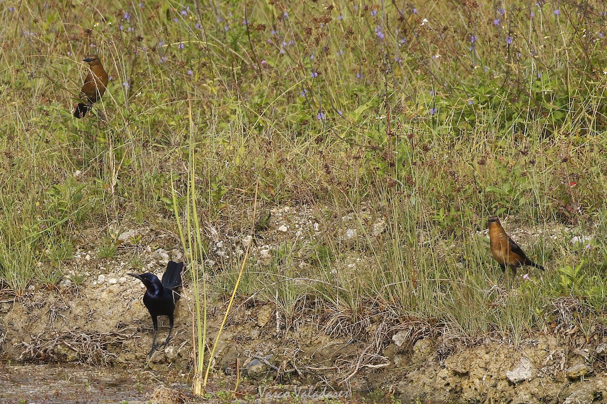 Boat-tailed Grackle - ML647403999