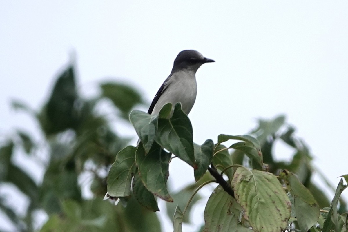 サンショウクイ - ML647404000