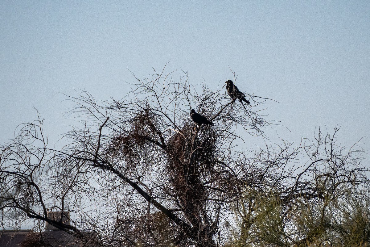 Common Raven - ML647404001