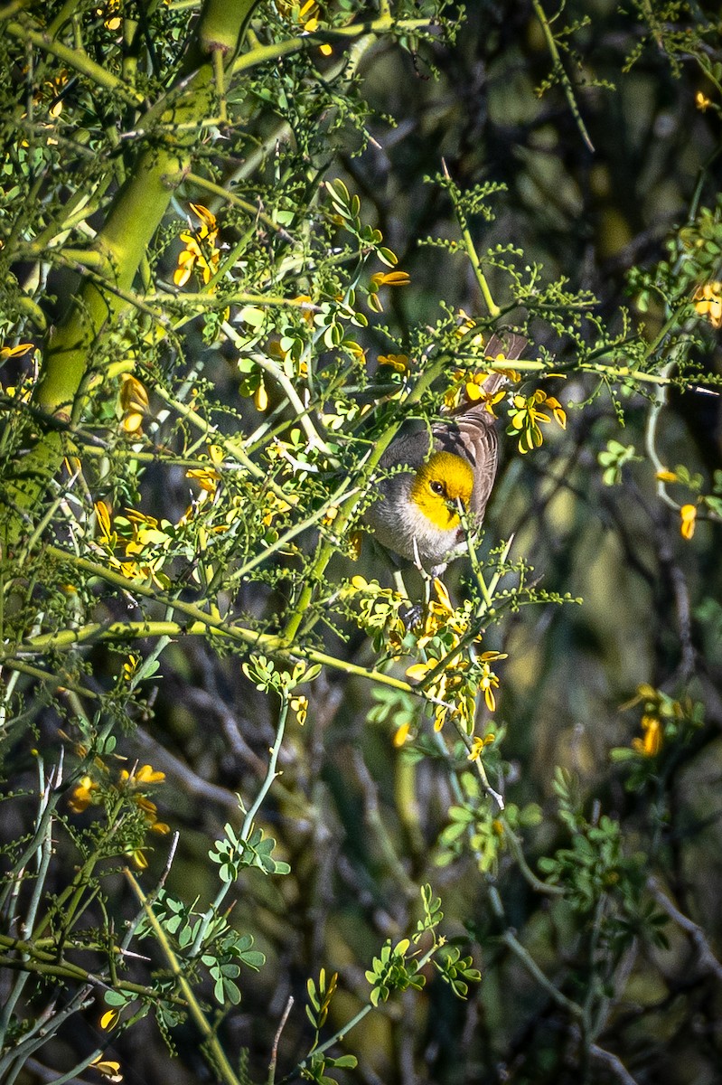 Verdin - ML647404014