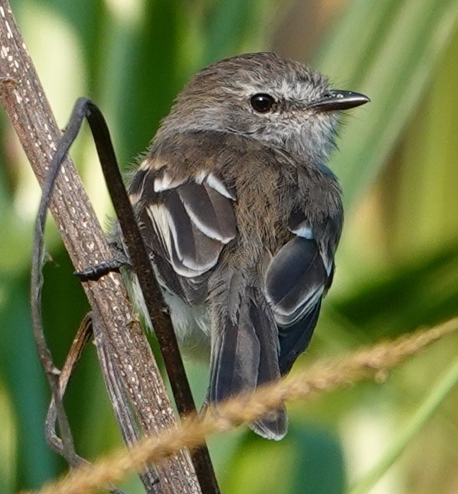 Mouse-gray Flycatcher - ML647404016