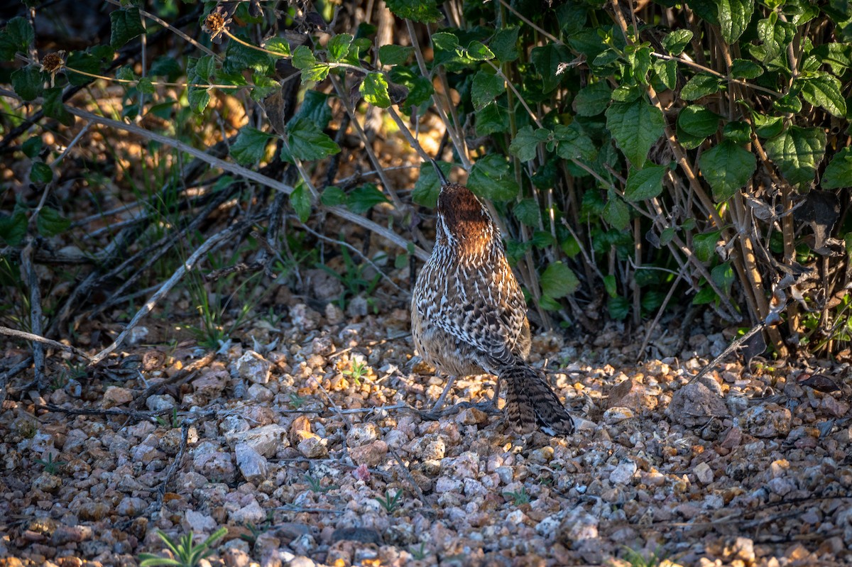 Cactus Wren - ML647404024