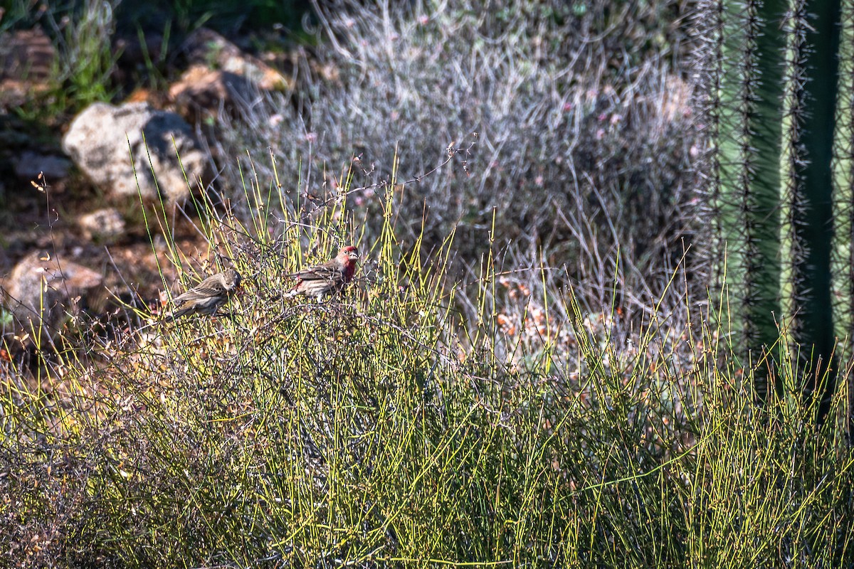 House Finch - ML647404033