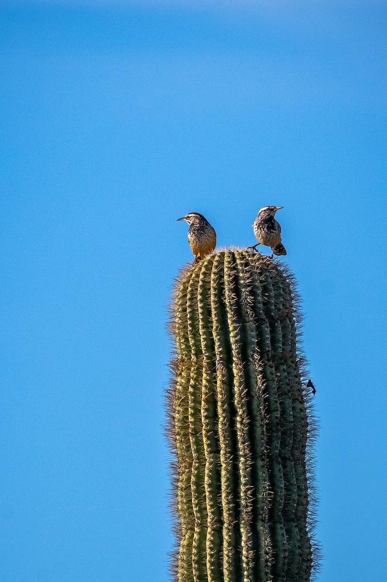 Cactus Wren - ML647404037