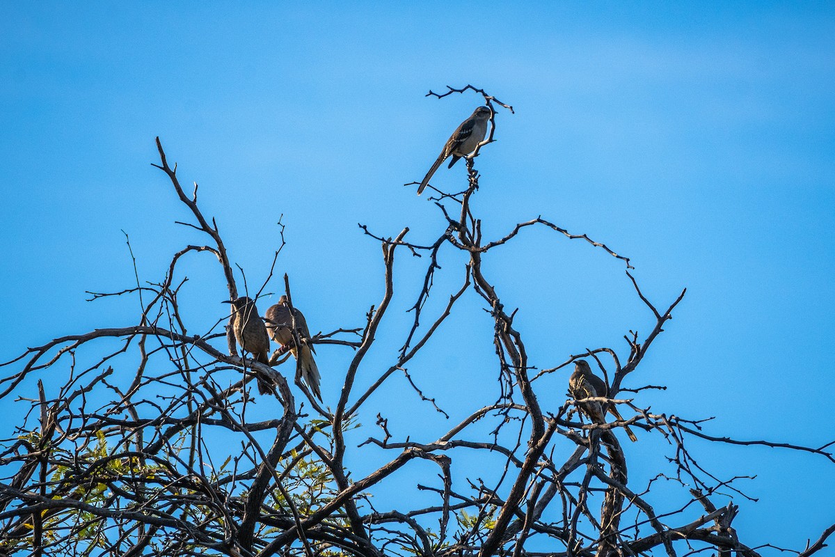 Curve-billed Thrasher - ML647404044