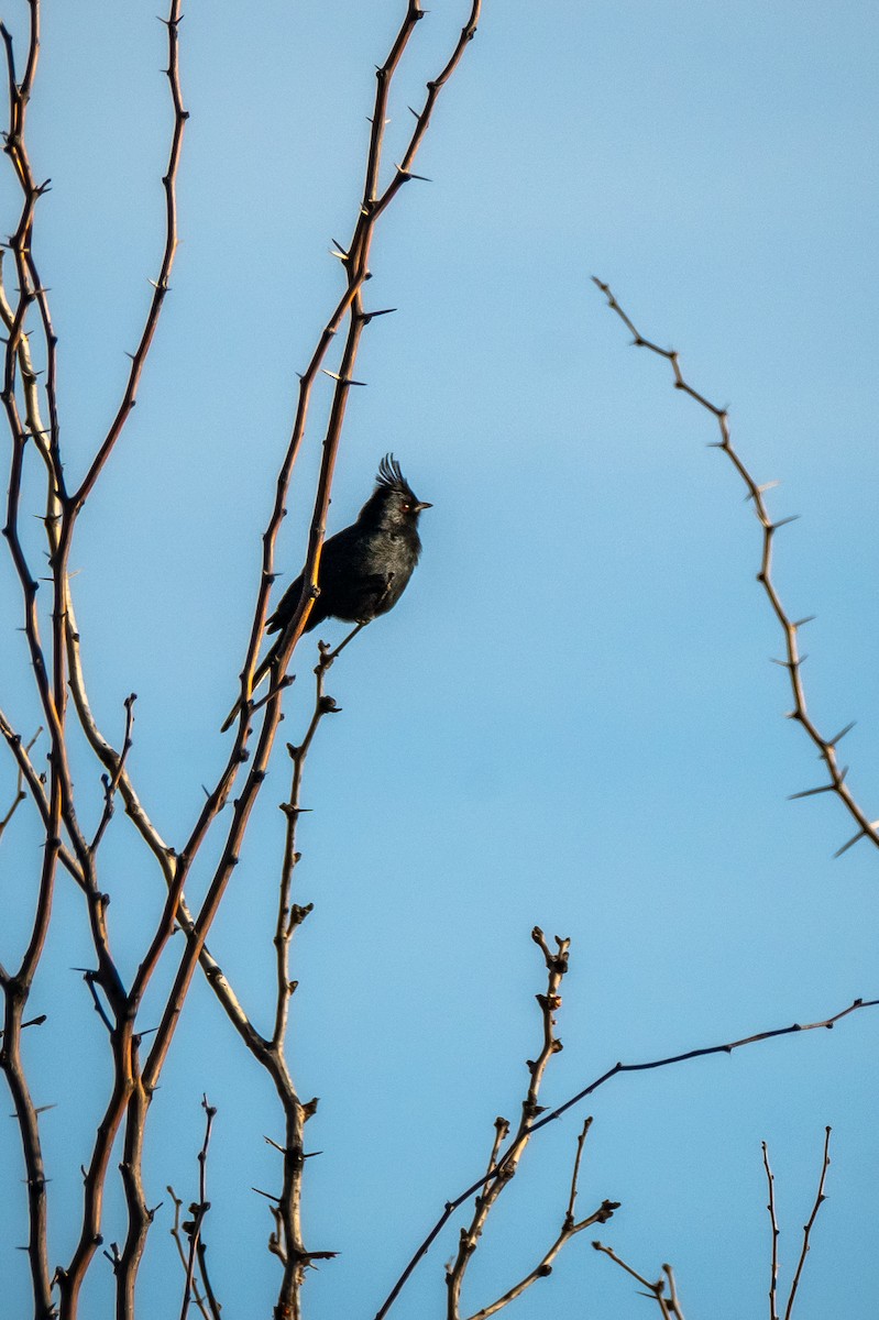 Phainopepla - ML647404053