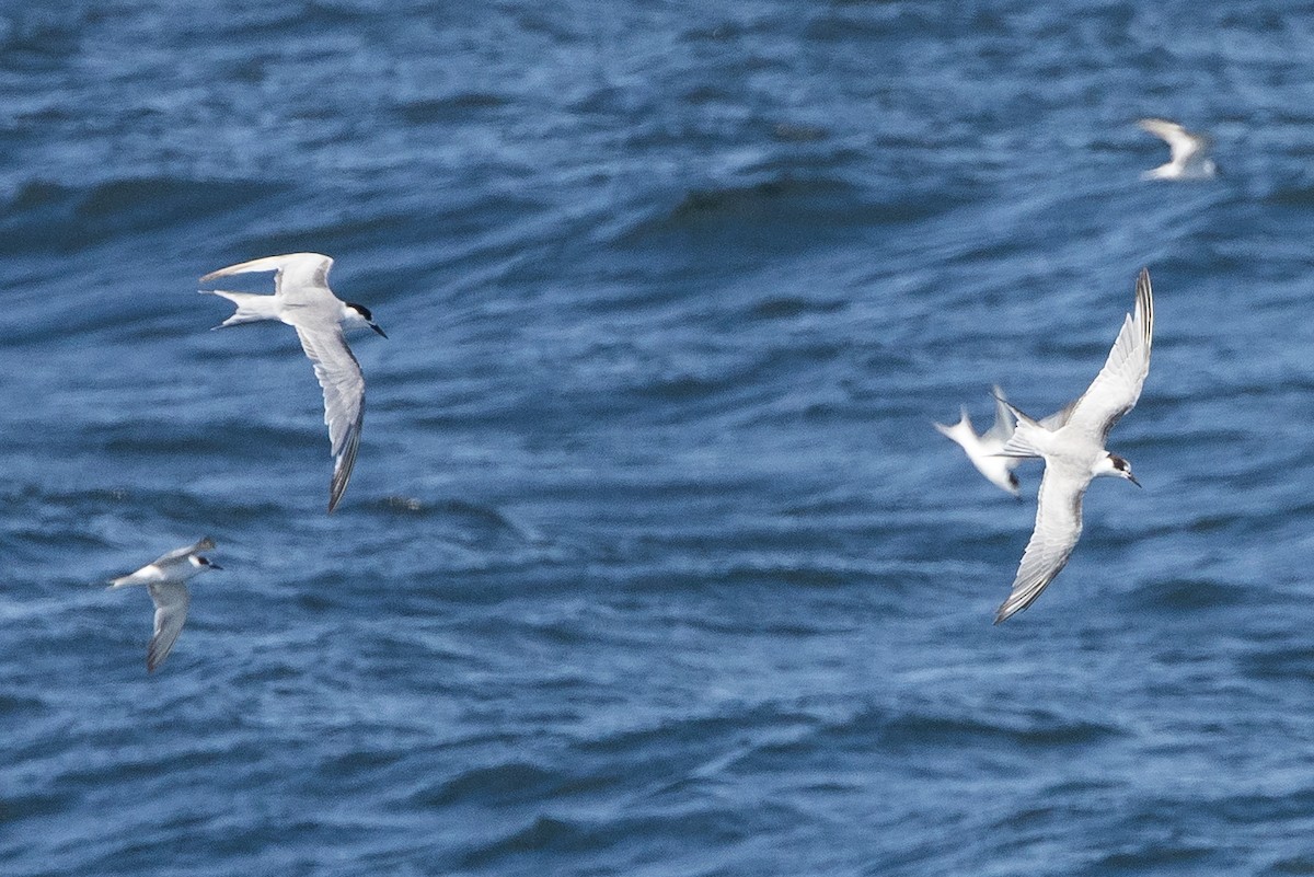Common Tern - ML647404054