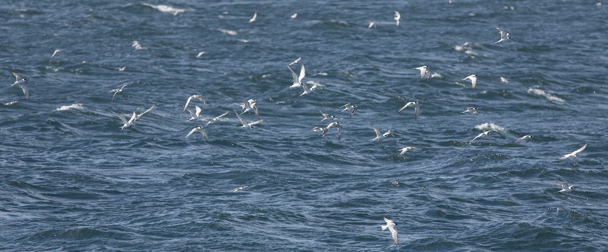 Common Tern - ML647404055